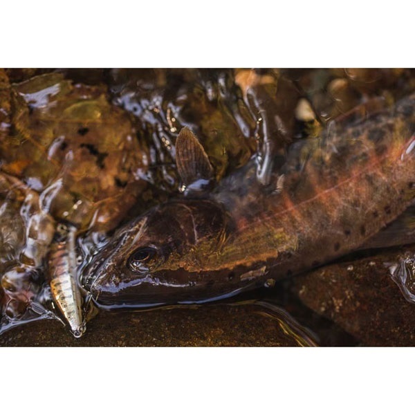 CARDIFF リフレイン 50HS